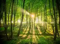 DURĄG-LAS NA SPRZEDAŻ